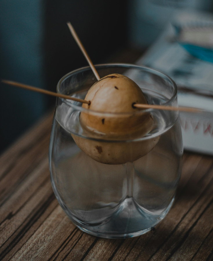 Warmtemat voor het kweken van avocado