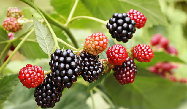 Welke planten en kruiden zorgen voor een diervriendelijke tuin