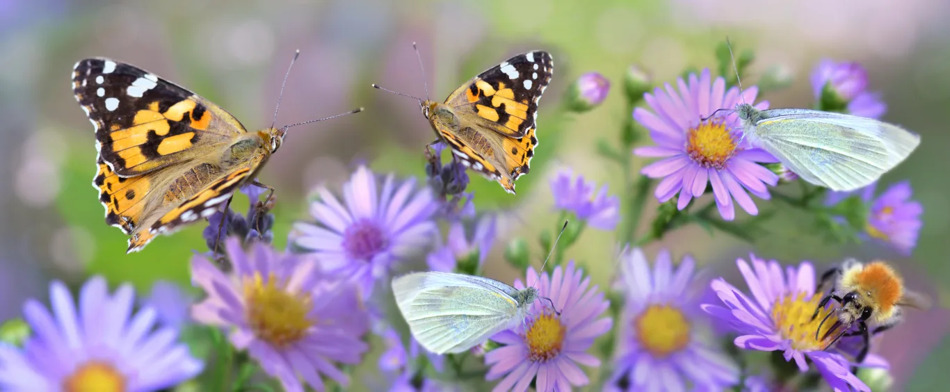 Welke planten en kruiden zijn geschikt voor een diervriendelijke tuin<br />
