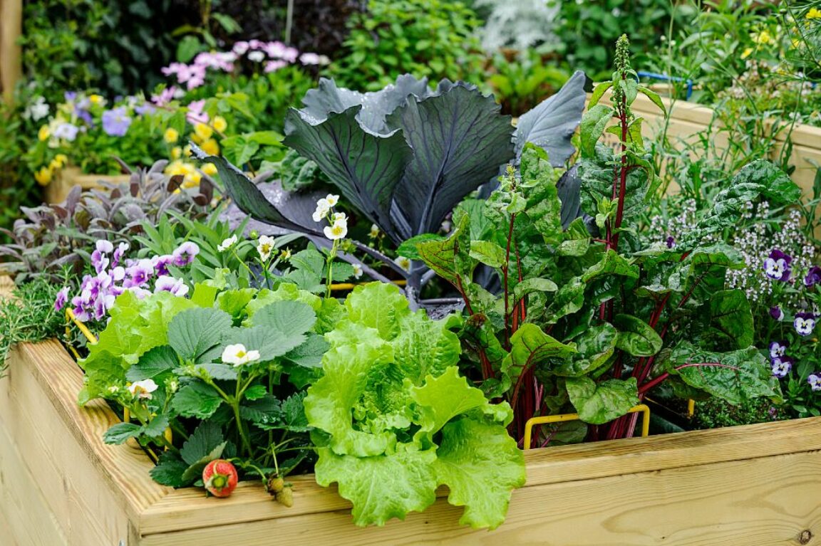 5 voordelen van het starten van een moestuin<br />
