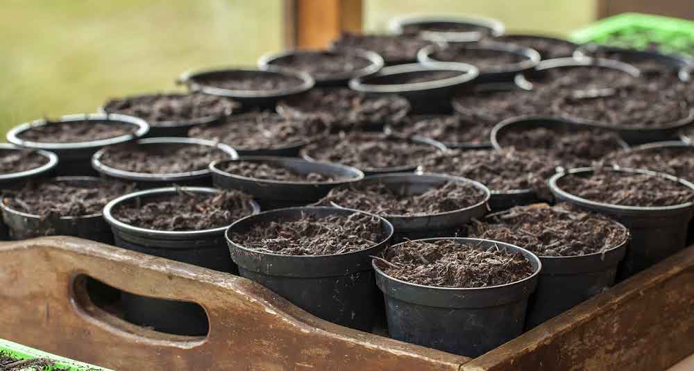 Groenten en kruiden zaaien in februari in je moestuin of tuinkas