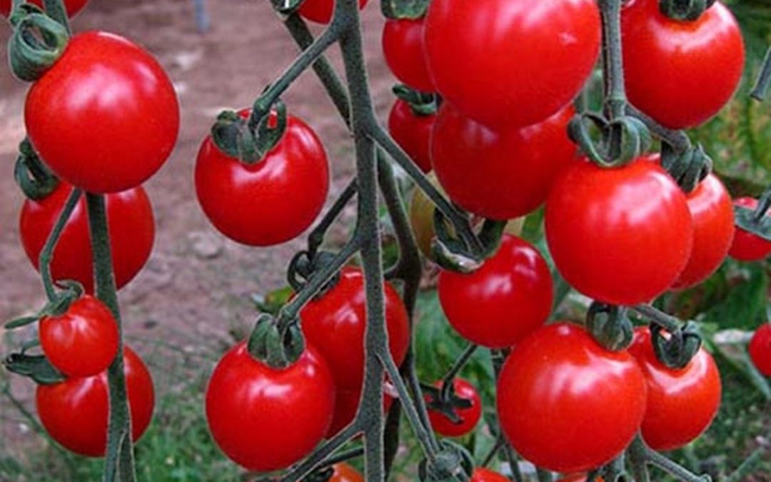 Cherry tomaat verticaal tuinieren in je tuinkas