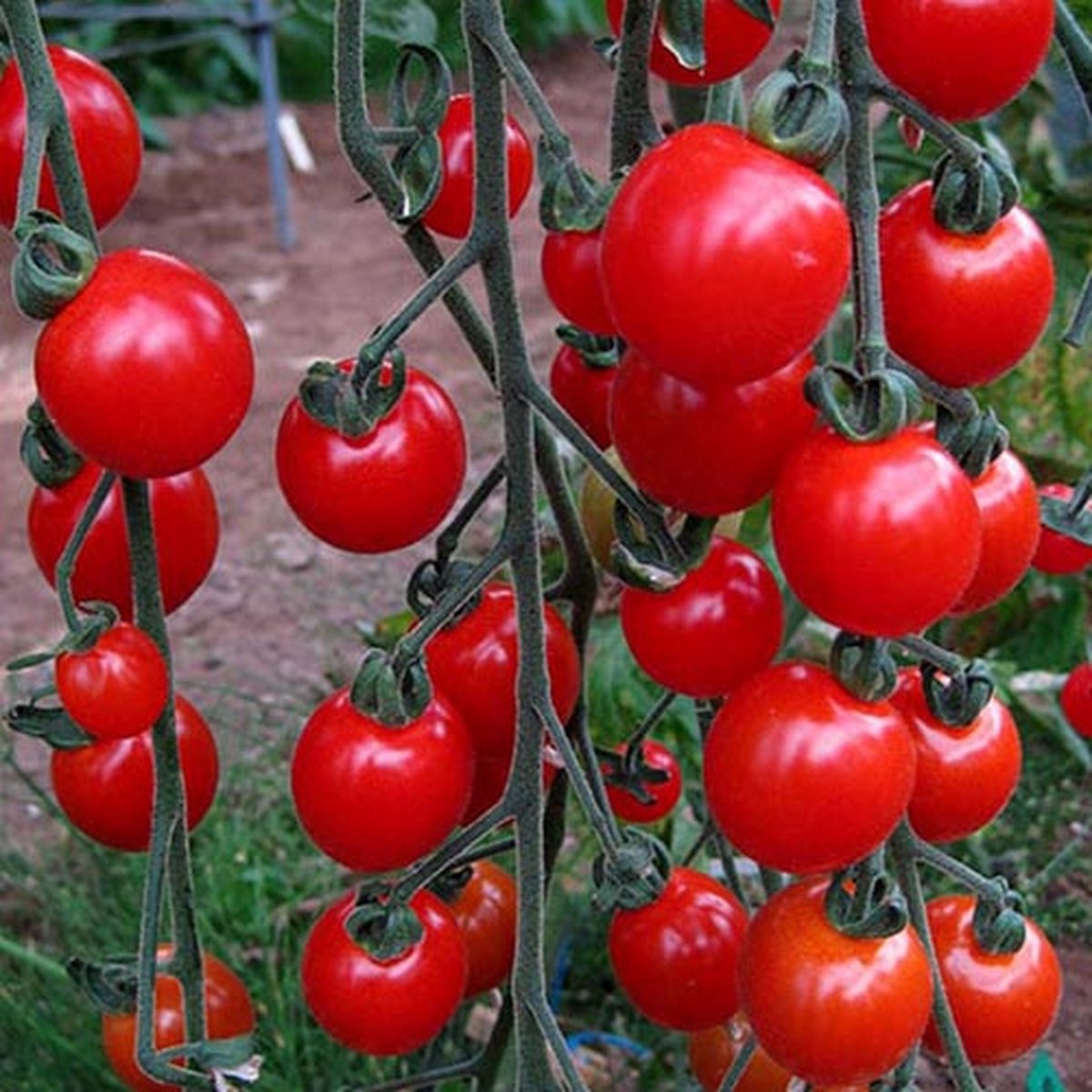 Cherry tomaat verticaal tuinieren in je tuinkas