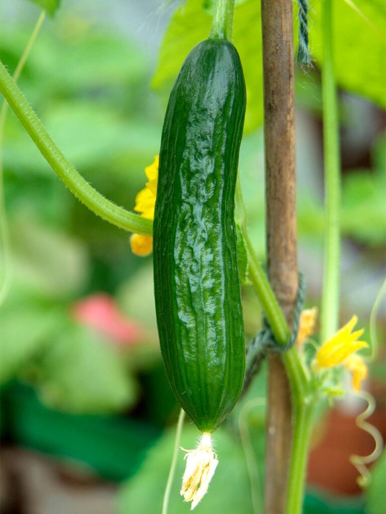 Deze groenten kun je kweken in je verticale tuin; komkommers