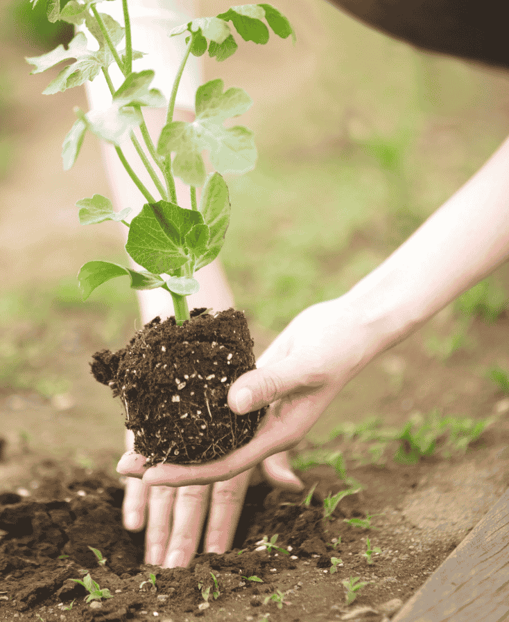 Zaailingen verspenen