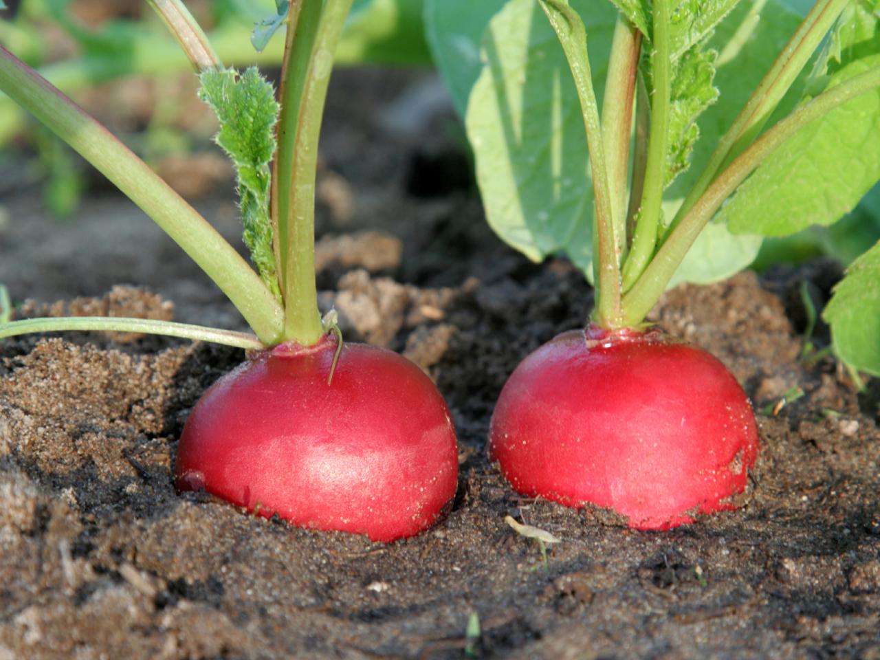 Deze groenten kun je zaaien in september