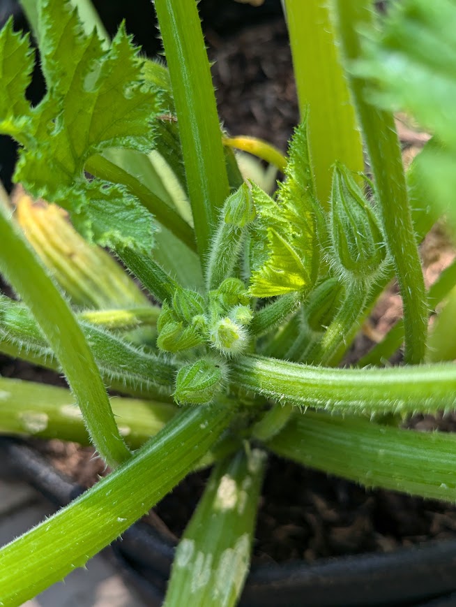 Courgette zaaien in juli<br />
