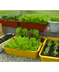 veldsla Zaaien in oktober