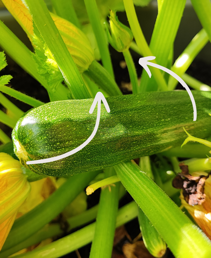 courgette zaaien (2)