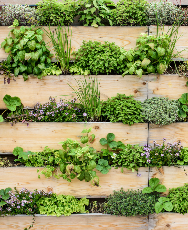Verticale moestuin