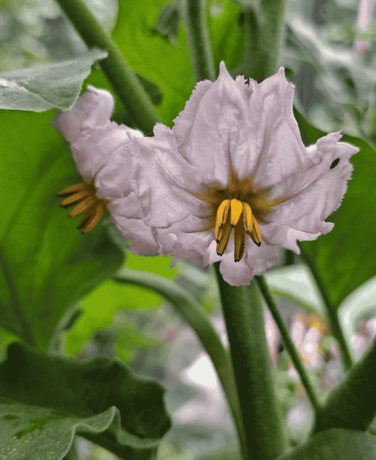 aubergine kweken