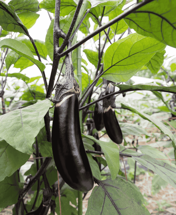 Aubergine kweken