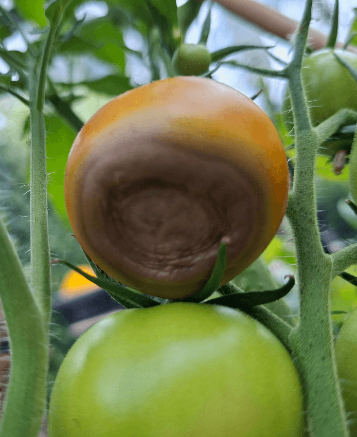 Neusrot