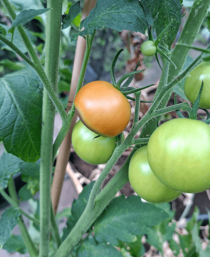 Tomatenziekte Neusrot
