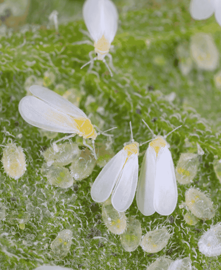 Biologische plaagbestrijding tegen de witte vlieg