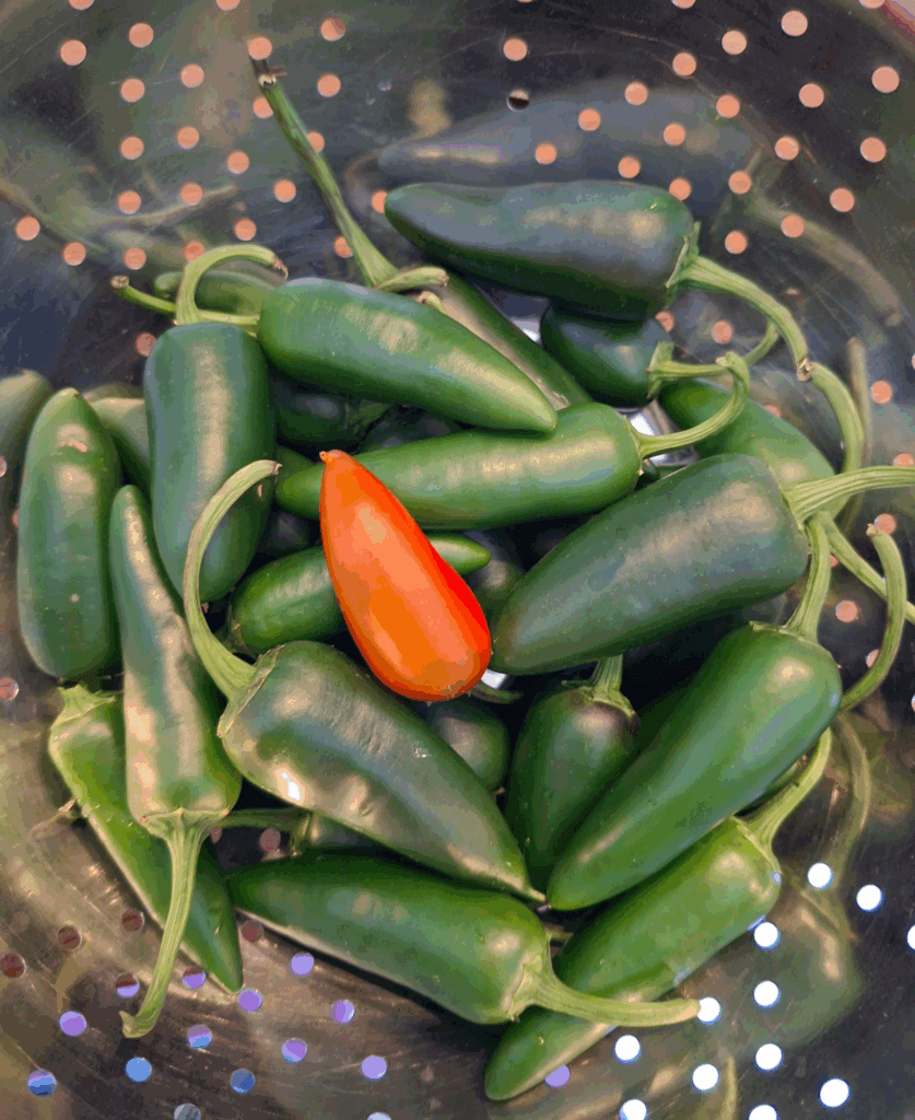 Jalapeño pepers inmaken