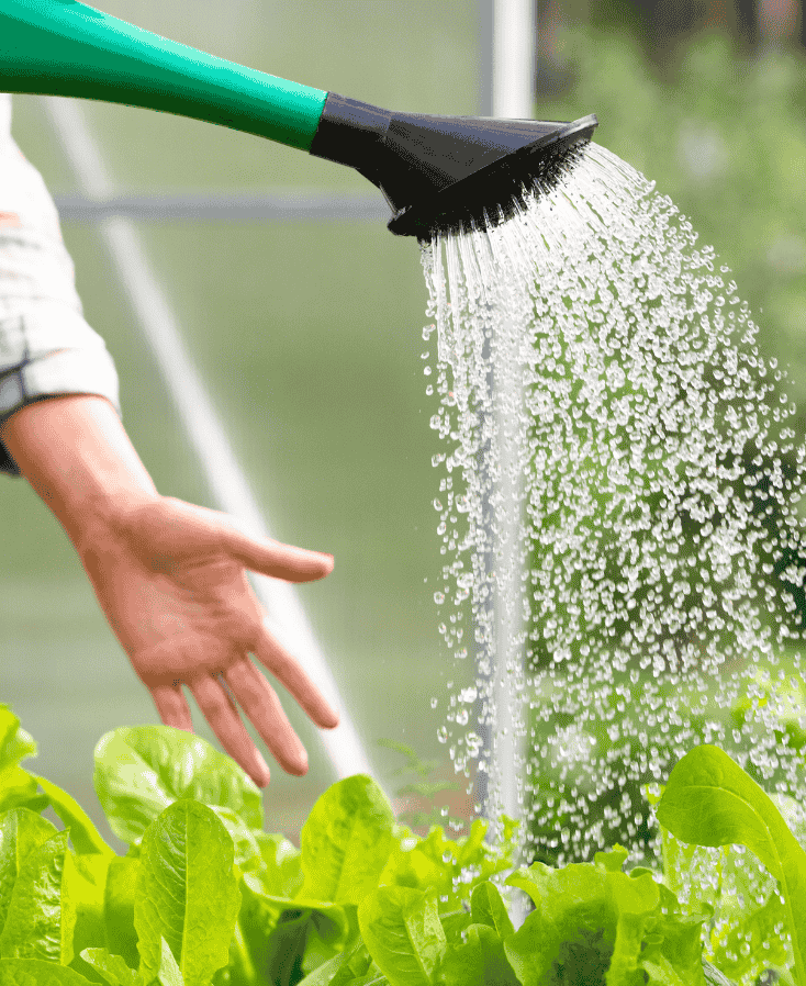 moestuin water geven