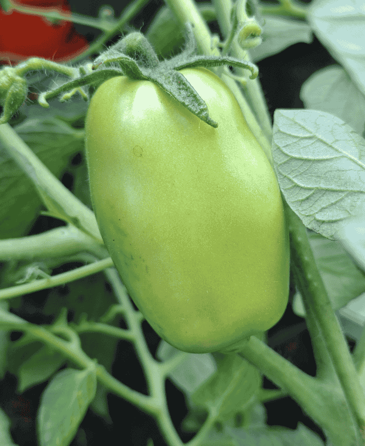 San marzano zaaien