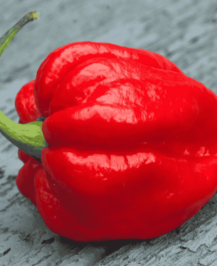 de heetste peper ter wereld