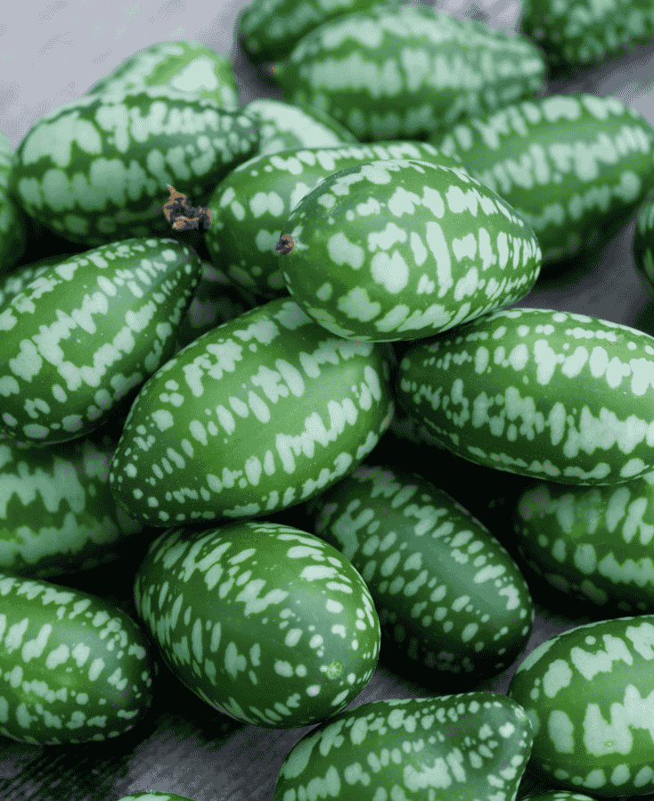 Muismeloen lijkt op een mini watermeloentje maar heeft meer een komkommer/citrus smaak