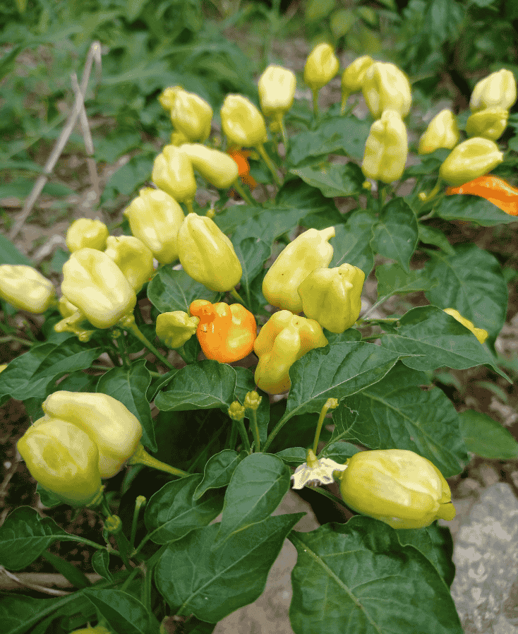 Madame jeanette kweken - Madame jeanette plant