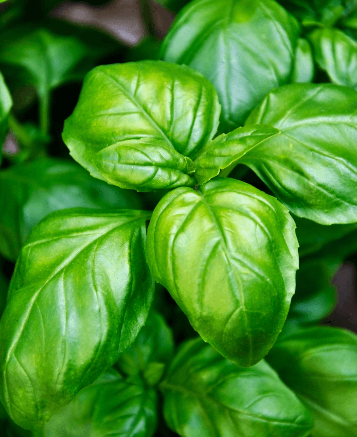 basilicum kweken
