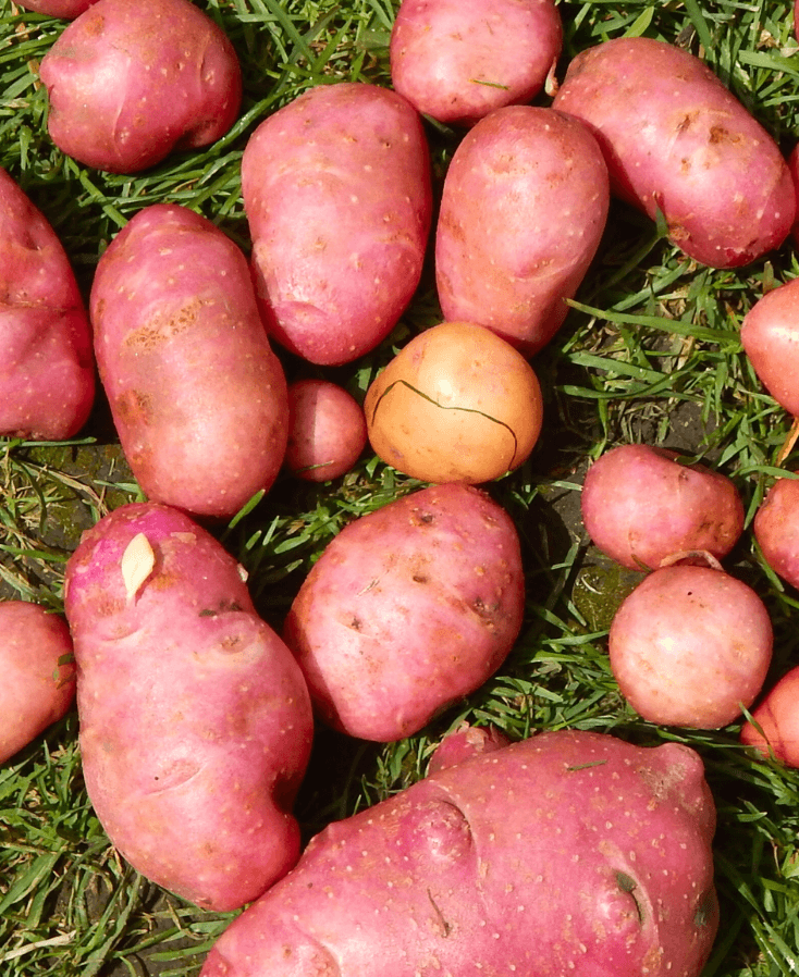 rode aardappel kweken