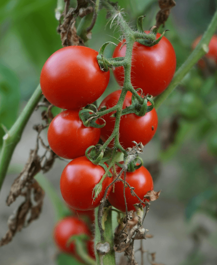 tiny tim tomaten kweken