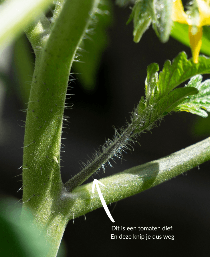 Tomaten dieven