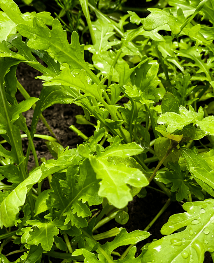 rucola zaaien