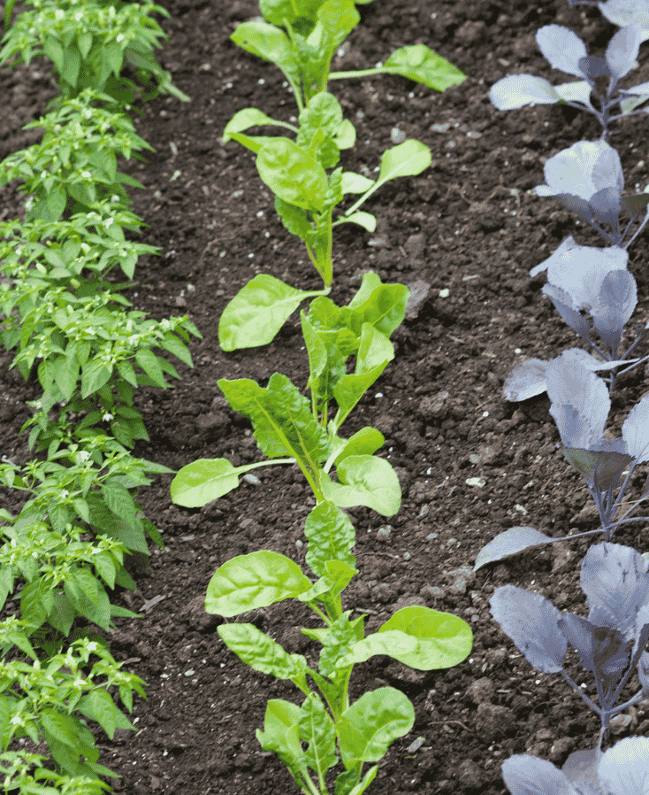 Moestuin beginnen in de schaduw